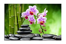 Obraz Bamboo Orchid Stones zs24801